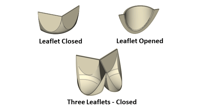 Leaflet Shape